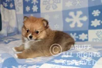 Scarlet, a female Pomeranian for sale in Akeley, MN – Photo 4 of 8