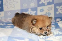 Scarlet, a female Pomeranian for sale in Akeley, MN – Photo 3 of 8