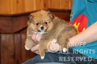 Scarlet, a female Pomeranian for sale in Akeley, MN – Photo 8 of 8