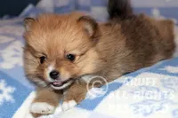 Scarlet, a female Pomeranian for sale in Akeley, MN – Photo 6 of 8