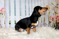 Jingle, a male Dachshund for sale in Akeley, MN – Photo 4 of 10