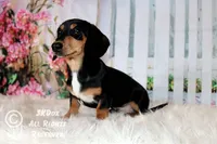 Jingle, a male Dachshund for sale in Akeley, MN – Photo 7 of 10