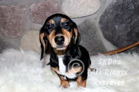 Jingle, a male Dachshund for sale in Akeley, MN – Photo 2 of 10