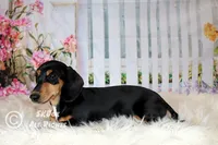 Jingle, a male Dachshund for sale in Akeley, MN – Photo 8 of 10