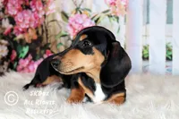 Jingle, a male Dachshund for sale in Akeley, MN – Photo 10 of 10