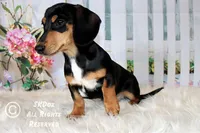 Jingle, a male Dachshund for sale in Akeley, MN – Photo 6 of 10