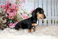 Jingle, a male Dachshund for sale in Akeley, MN – Photo 1 of 10