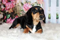 Jingle, a male Dachshund for sale in Akeley, MN – Photo 9 of 10