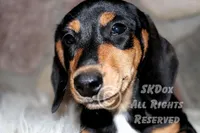 Jingle, a male Dachshund for sale in Akeley, MN – Photo 3 of 10