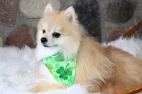 Kracker, a male Pomeranian for sale in Akeley, MN – Photo 3 of 5