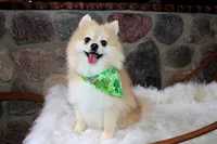 Kracker, a male Pomeranian for sale in Akeley, MN – Photo 1 of 5