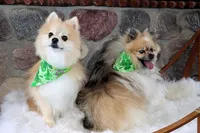 Kracker, a male Pomeranian for sale in Akeley, MN – Photo 5 of 5