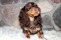 Nutmeg, a male Dachshund for sale in Akeley, MN – Photo 8 of 10