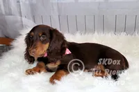 Nutmeg, a male Dachshund for sale in Akeley, MN – Photo 4 of 10