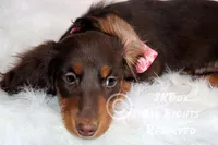 Nutmeg, a male Dachshund for sale in Akeley, MN – Photo 3 of 10