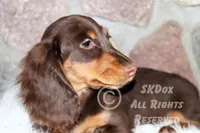 Nutmeg, a male Dachshund for sale in Akeley, MN – Photo 5 of 10