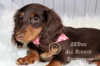 Nutmeg, a male Dachshund for sale in Akeley, MN – Photo 2 of 10