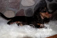 Nutmeg, a male Dachshund for sale in Akeley, MN – Photo 9 of 10