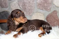 Nutmeg, a male Dachshund for sale in Akeley, MN – Photo 10 of 10