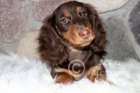 Nutmeg, a male Dachshund for sale in Akeley, MN – Photo 1 of 10