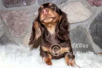 Nutmeg, a male Dachshund for sale in Akeley, MN – Photo 7 of 10