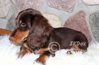 Nutmeg, a male Dachshund for sale in Akeley, MN – Photo 6 of 10