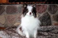 Cupcake, a female Pomeranian for sale in Akeley, MN – Photo 6 of 10