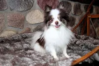 Cupcake, a female Pomeranian for sale in Akeley, MN – Photo 9 of 10