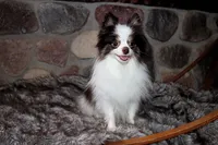 Cupcake, a female Pomeranian for sale in Akeley, MN – Photo 1 of 10