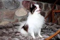 Cupcake, a female Pomeranian for sale in Akeley, MN – Photo 2 of 10