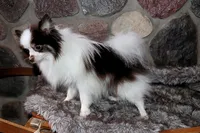 Cupcake, a female Pomeranian for sale in Akeley, MN – Photo 5 of 10