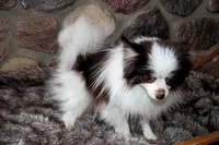 Cupcake, a female Pomeranian for sale in Akeley, MN – Photo 4 of 10