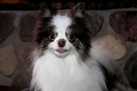 Cupcake, a female Pomeranian for sale in Akeley, MN – Photo 7 of 10