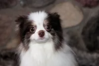 Cupcake, a female Pomeranian for sale in Akeley, MN – Photo 3 of 10