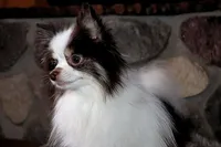 Cupcake, a female Pomeranian for sale in Akeley, MN – Photo 8 of 10