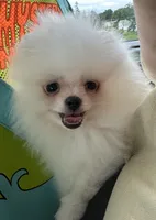 Boo, a male Pomeranian for sale in Akeley, MN – Photo 4 of 5