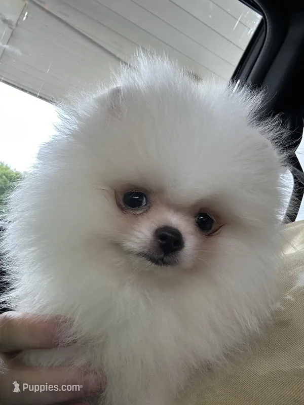 Boo, a male Pomeranian for sale in Akeley, MN – Photo 1 of 5
