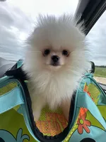 Boo, a male Pomeranian for sale in Akeley, MN – Photo 5 of 5