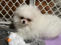 Boo, a male Pomeranian for sale in Akeley, MN – Photo 3 of 5