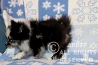 processed/6190875c-1634-4aad-8480-2787a4c2b2b2/listing/e2203b47-6ab9-4c94-92e2-e36fff6cd516/babfa2c7-5509-479a-a51b-cb053b3b5862