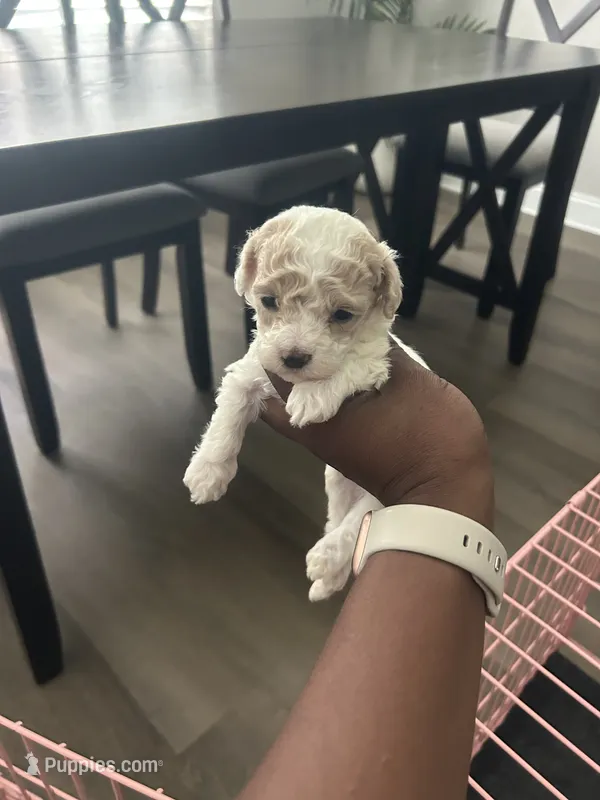 Bentley  – Maltipoo puppy for sale in North Augusta, SC