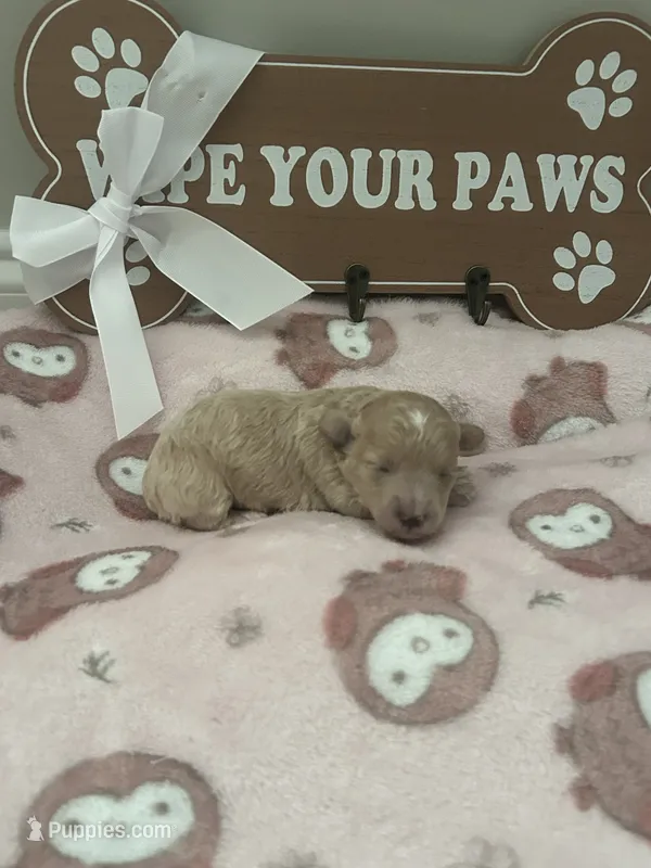 Grace  – Maltipoo puppy for sale in North Augusta, SC