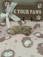 Grace , a female Maltipoo for sale in North Augusta, SC – 1 of 2