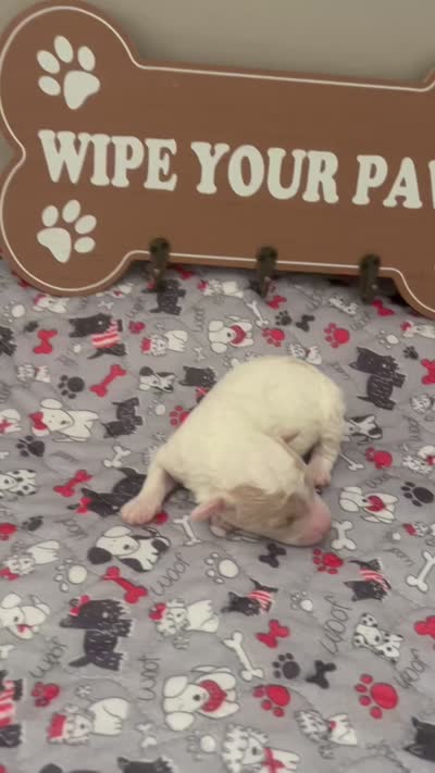 Bentley , a male Maltipoo for sale in North Augusta, SC – 2 of 2