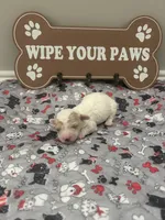 Bentley , a male Maltipoo for sale in North Augusta, SC – 1 of 2