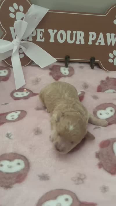Grace , a female Maltipoo for sale in North Augusta, SC – 2 of 2
