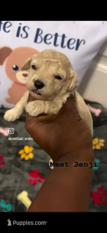 Benji  – Havapoo puppy for sale in North Augusta, SC
