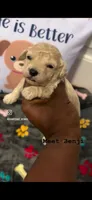 Benji , a male Havapoo for sale in North Augusta, SC – 1 of 2
