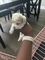 Max , a male Maltipoo for sale in North Augusta, SC – 2 of 3