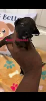 Chanel , a female Havapoo for sale in North Augusta, SC – 1 of 2